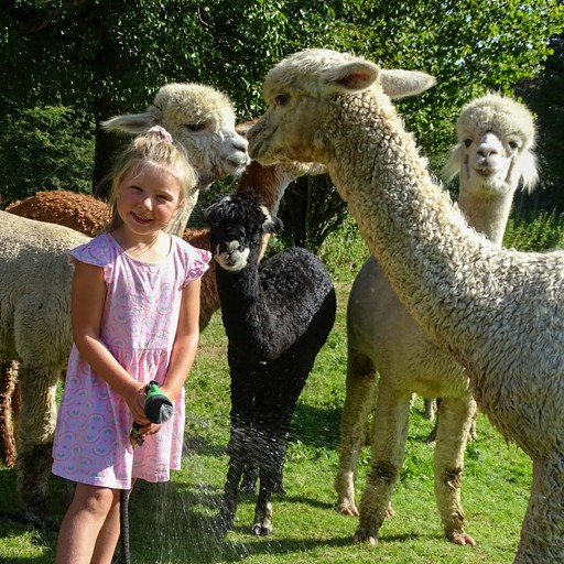 Animal Encounter alpaca showers
