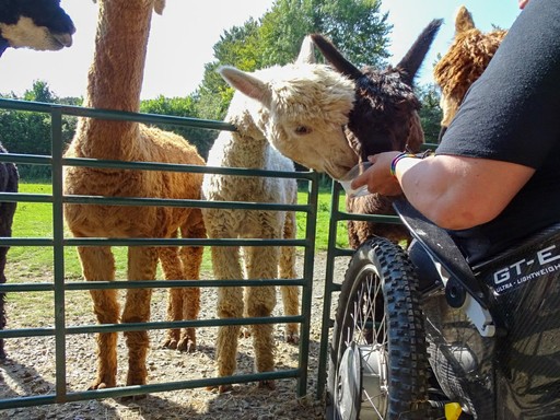 Accessible animal experiences