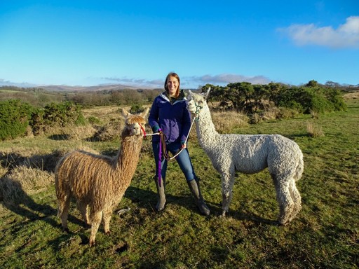 Alpaca Trekking on the moors