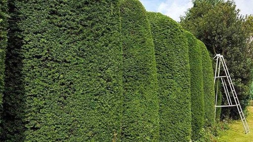 Hedge Trimming