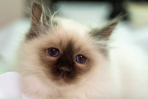 Cat Sitting Glasgow