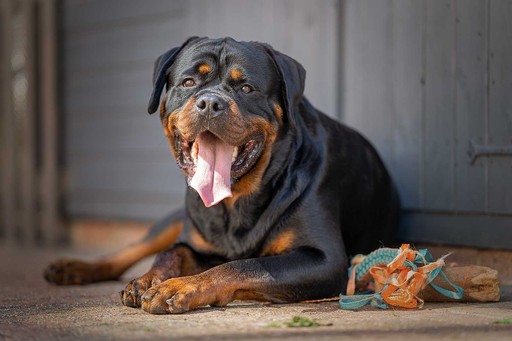 Dog Sitting Glasgow