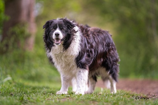 Dog walking Glasgow