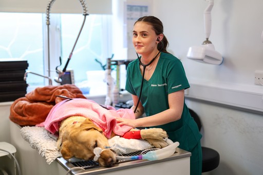 Roebuck Veterinary Group nurse examining dog
