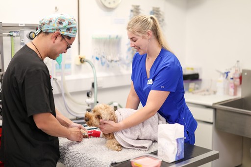 Roebuck Veterinary Group dog examination