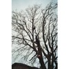 M J Green Treework