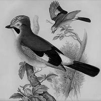 Two Jays on a branch