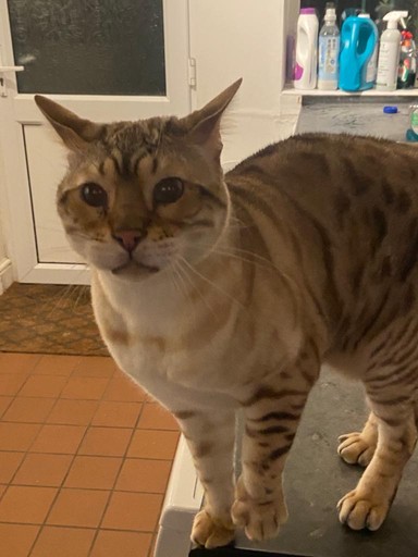 Bengal cat 
