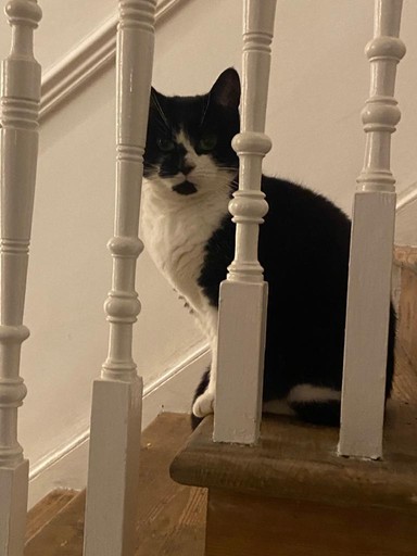 Black and white cat 