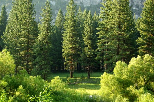 The Arborist image