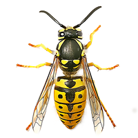Express Pest Control Shropshire