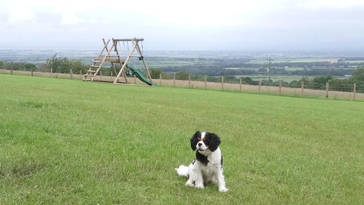 Dogs are always welcome on our site