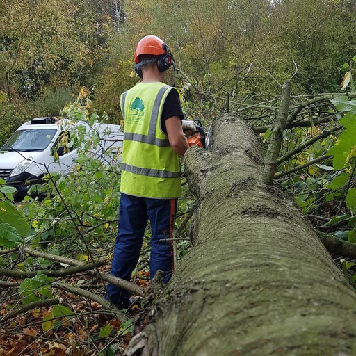 Tree Surgeons