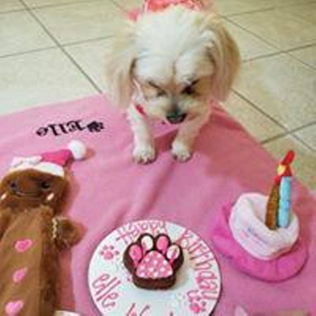Woof Gang Bakery & Grooming, The Villages