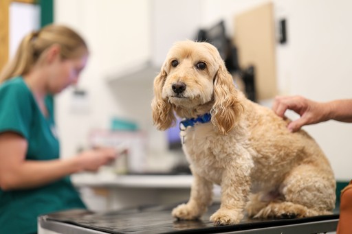 Roebuck Veterinary Group dog appointment