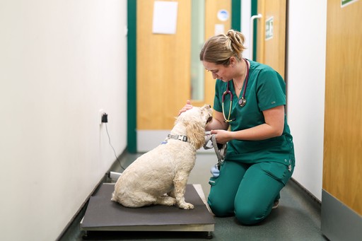 Roebuck Veterinary Group scales