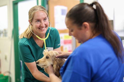 Roebuck Veterinary Group dog examination