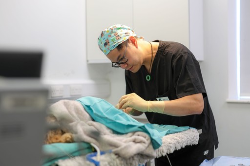 Roebuck Veterinary Group vet check