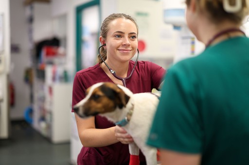 Roebuck Veterinary Group student nurse checking dog