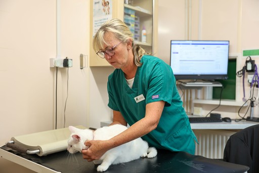 Roebuck Veterinary Group vet examining cat