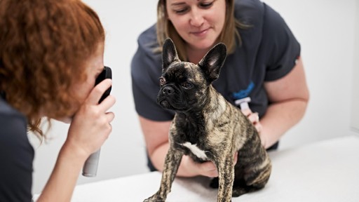 Pet Practice Christchurch Interior