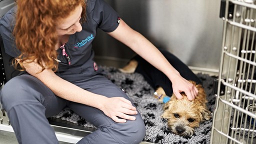 Pet Practice Christchurch Interior