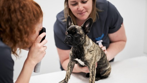 Pet Practice Milton Keynes Interior