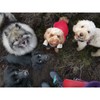 Happy Hounds Pet Services Logo