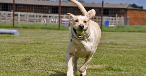 Dog running at York Dog Park