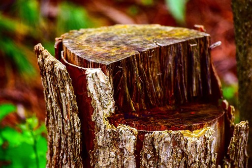 Stump Removal Bishop Auckland