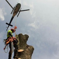 Tree Surgeon Durham