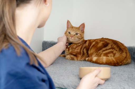 Vet Nurse attending to cat