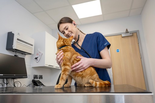 Vet cat consultation