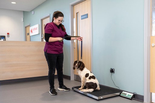 Dog being weighed on scales
