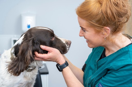 Dog consultation