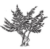 Pinehill Massage logo