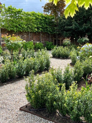 Pleached Trees for Sale in the UK