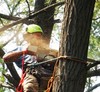 ArboristsGeelong.com.au