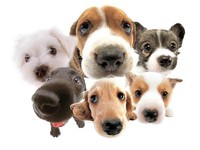 Dogs At Home