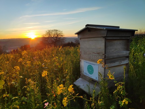 Humble bee adopt a hive