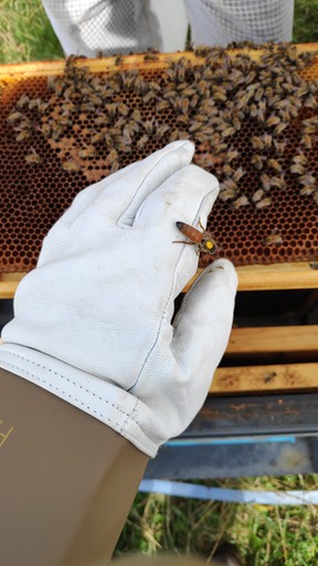 Humble bee experiences