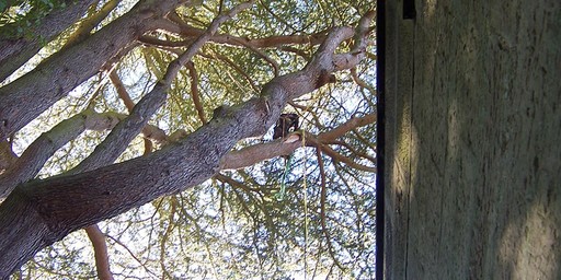 Tree Surgeon Services Northumbeland
