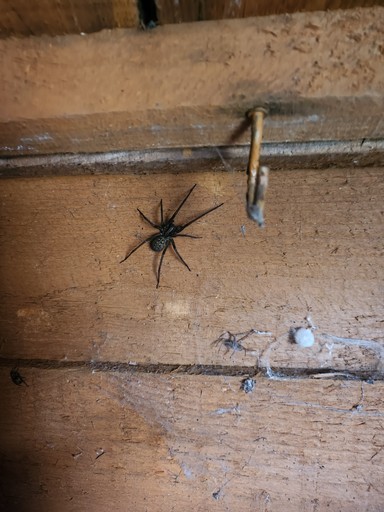 exterminator	