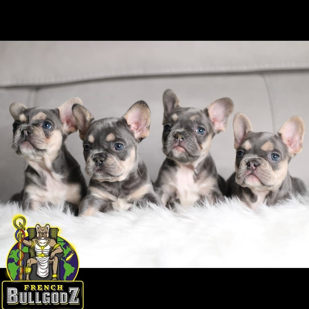 French Bullgodz Inc 124 Pamlico Ave, Ronkonkoma, NY, 11779