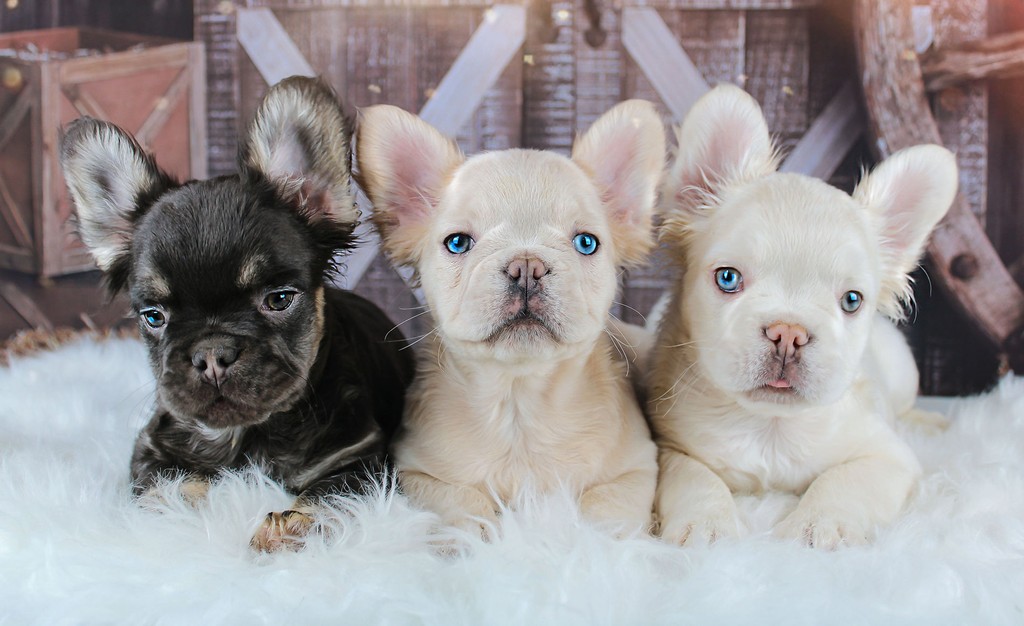 French Bullgodz Inc 124 Pamlico Ave, Ronkonkoma, NY, 11779