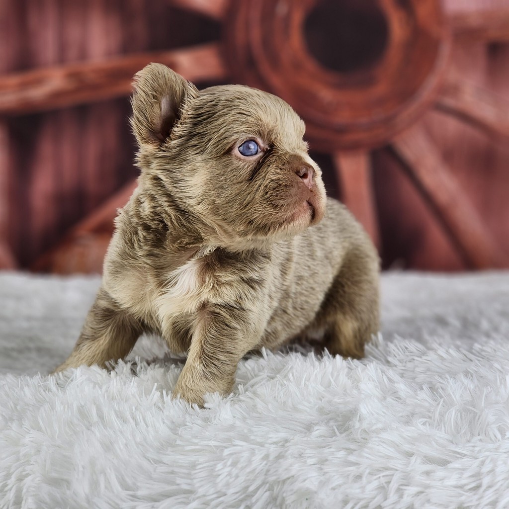 French Bullgodz Inc 124 Pamlico Ave, Ronkonkoma, NY, 11779