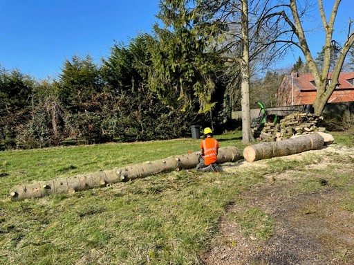 Tree Services Attleborough