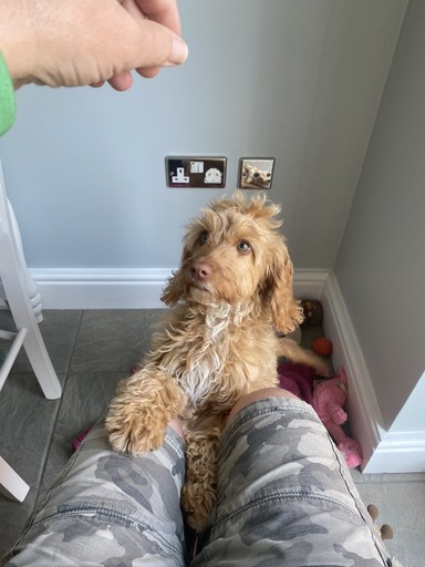 Puppy sitting