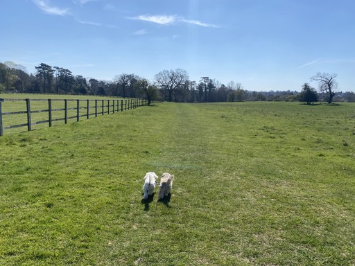 Two dogs on a walk