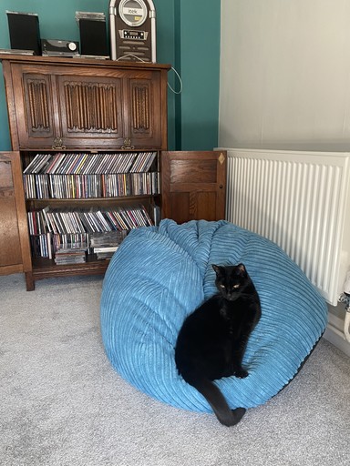 Cat sitting